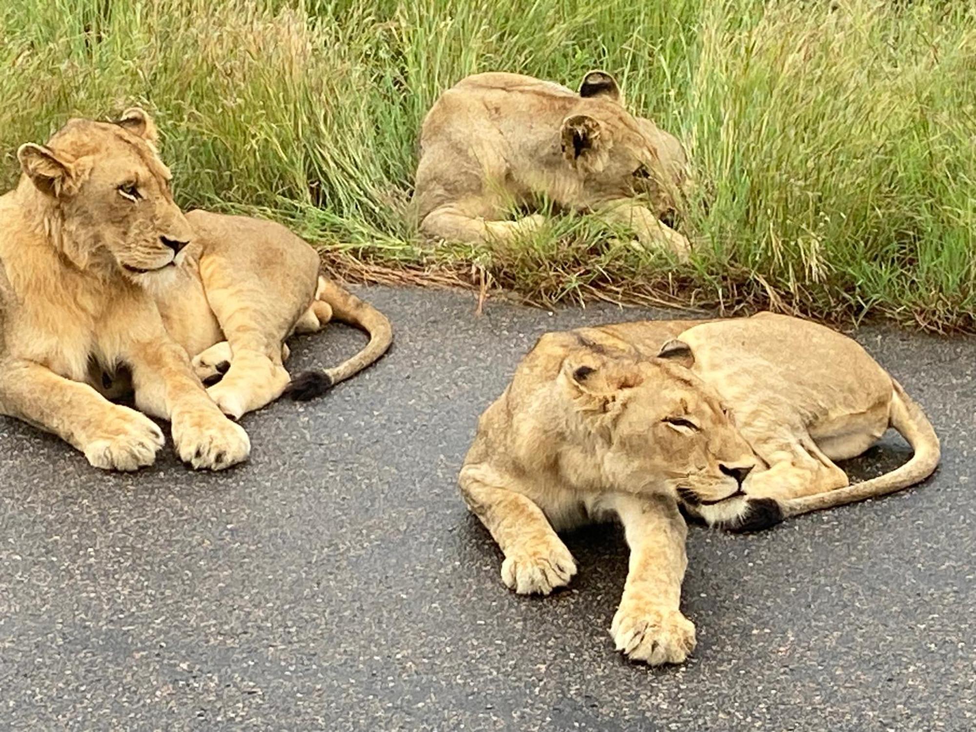 Kholiwe On Kruger Lodge & Safaris Marloth Park Kültér fotó
