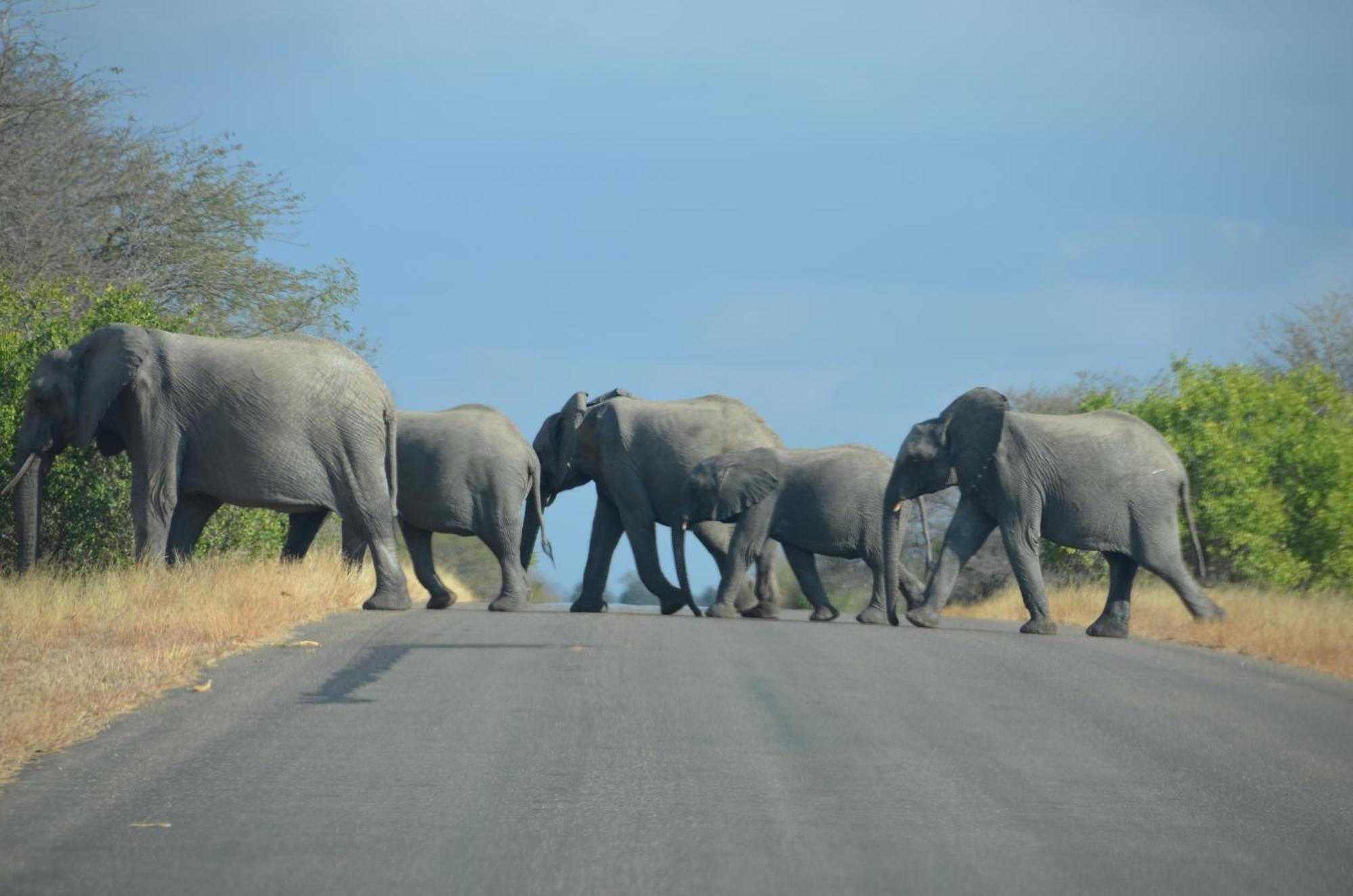 Kholiwe On Kruger Lodge & Safaris Marloth Park Kültér fotó