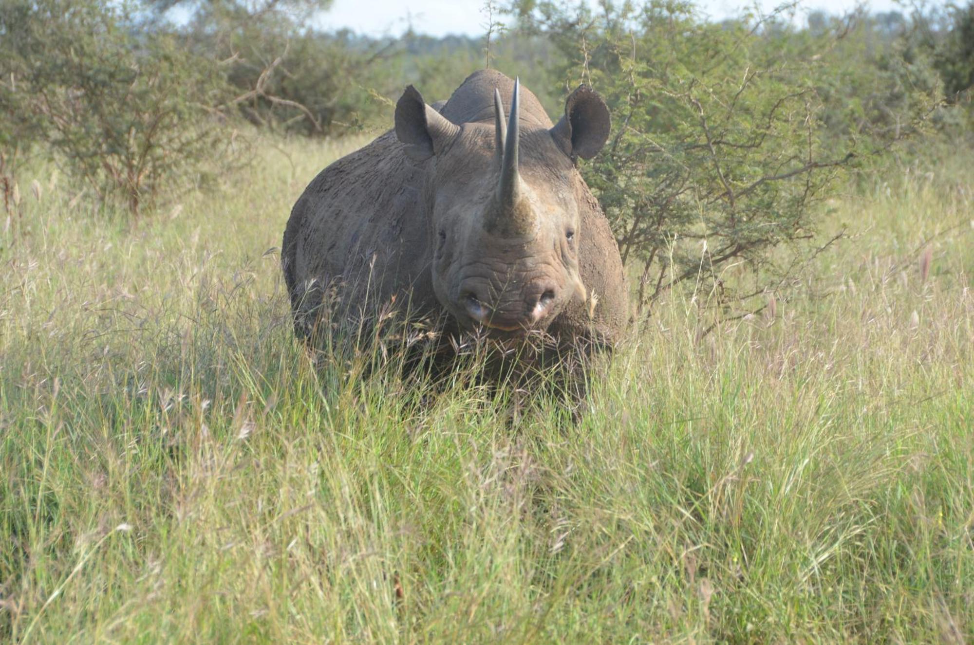 Kholiwe On Kruger Lodge & Safaris Marloth Park Kültér fotó