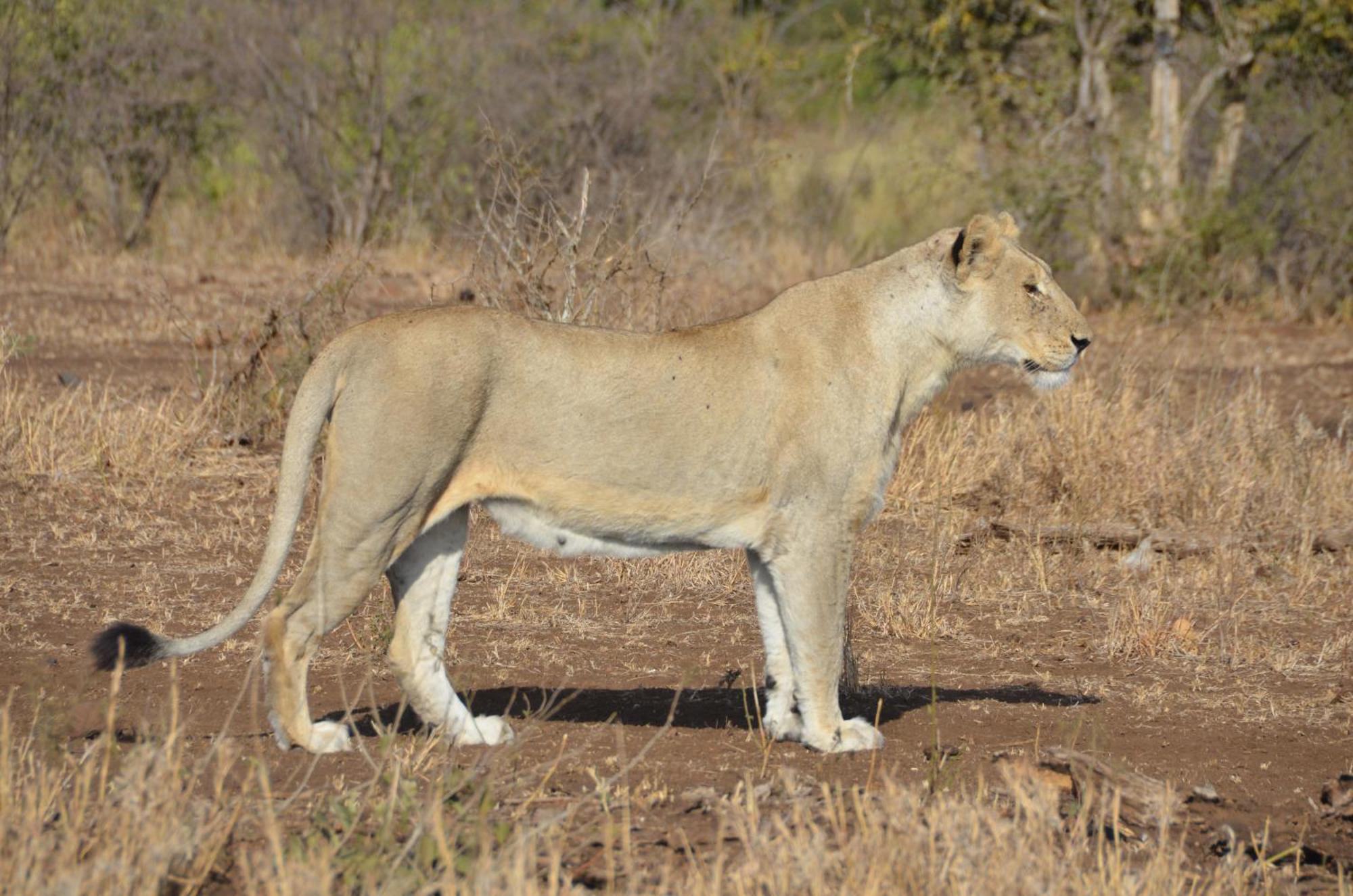 Kholiwe On Kruger Lodge & Safaris Marloth Park Kültér fotó