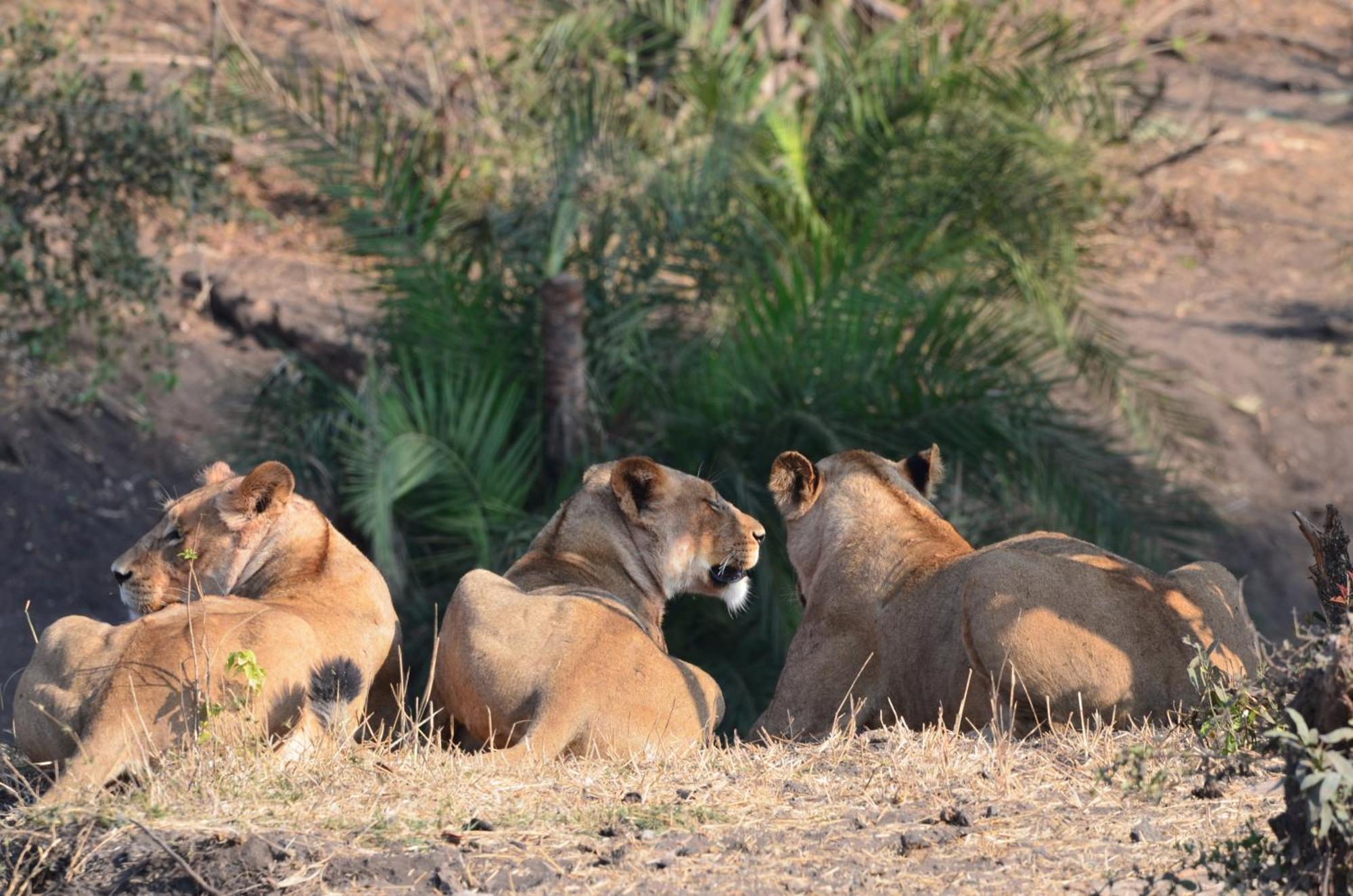 Kholiwe On Kruger Lodge & Safaris Marloth Park Kültér fotó